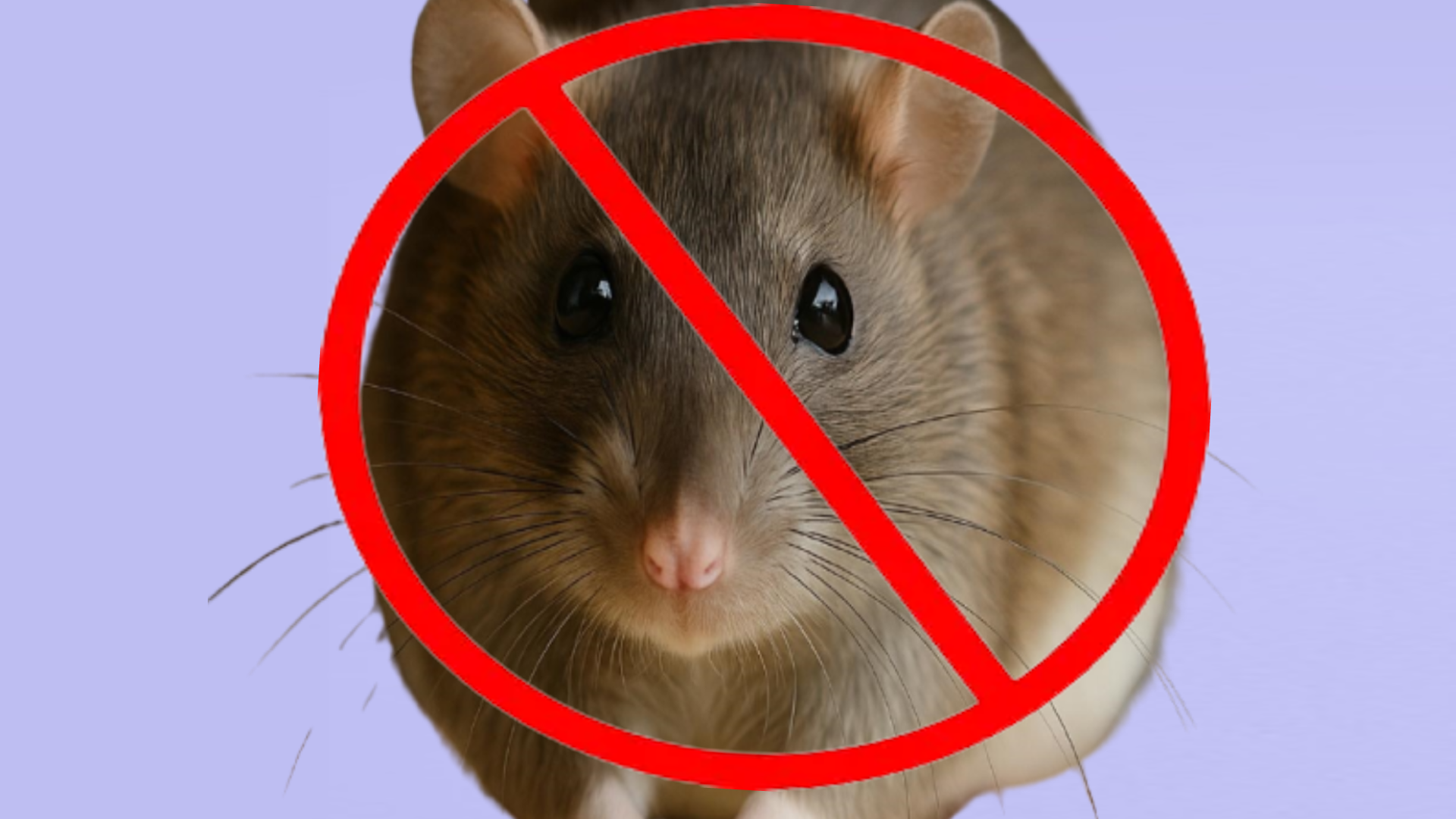 Крысы убежала